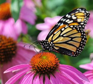 butterfly in the garden on a pink cornflower