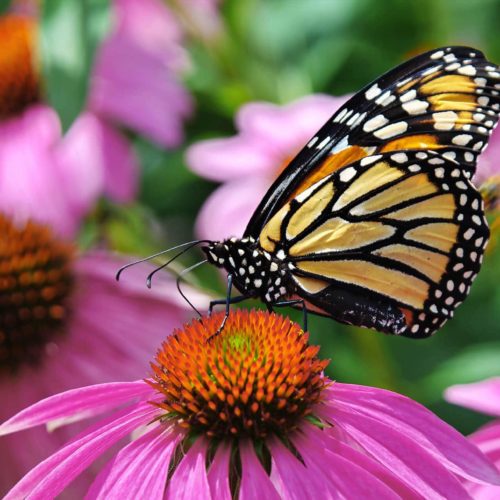 butterfly in the garden on a pink cornflower