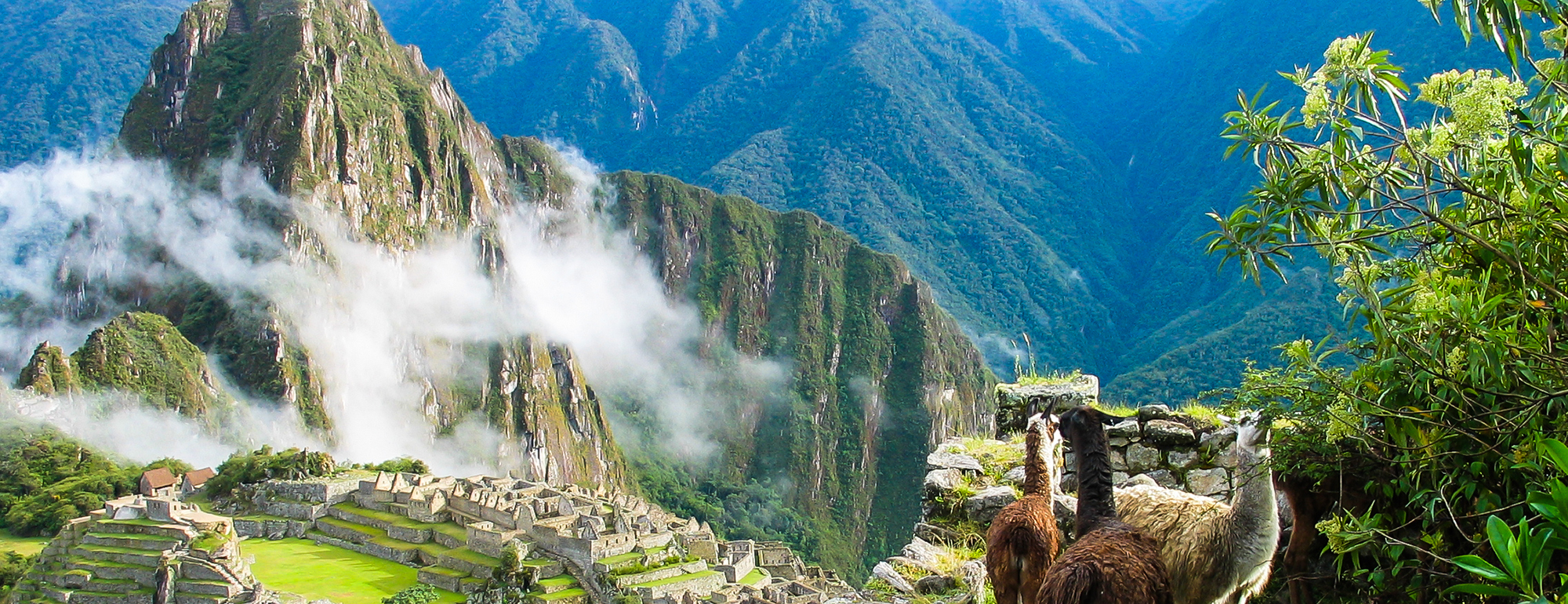 Llamas watch over Machu Picchu covered in mist