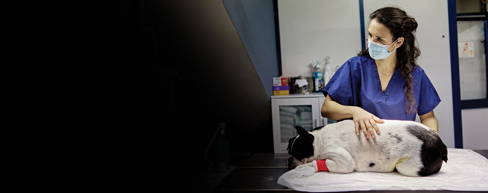 Picture of a veterinary assistant and an injured dog.