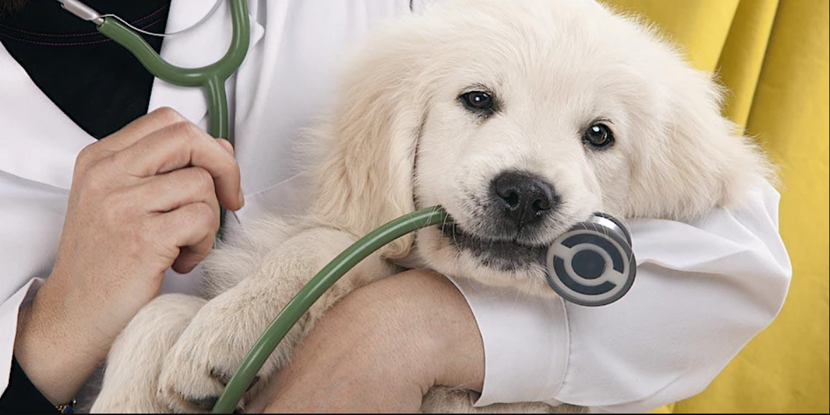 Veterinary Assistant Info