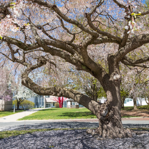 Spring tree on campus with pink buds.