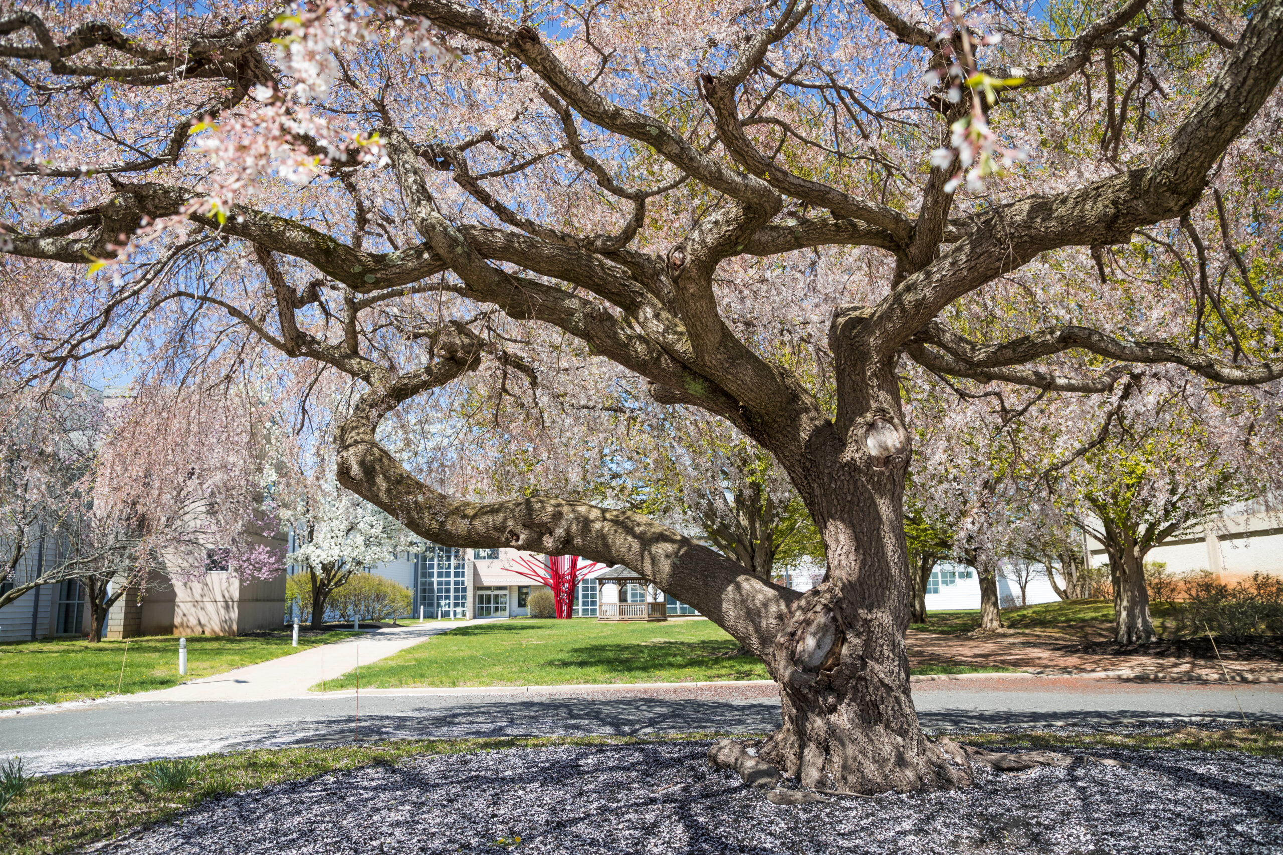 Brookdale Faculty Embark on Transformative Sabbaticals for the 2025