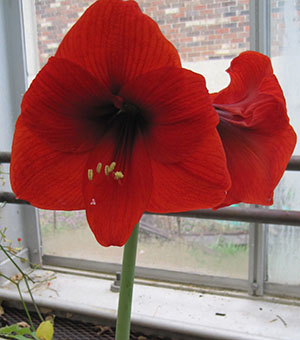 Amaryllis belladonna