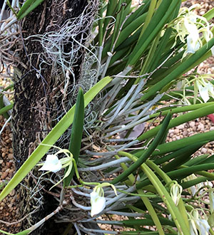 Brassavola nodosa