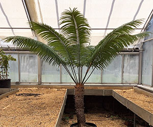 Cycas revoluta