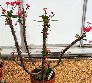 Euphorbia milii