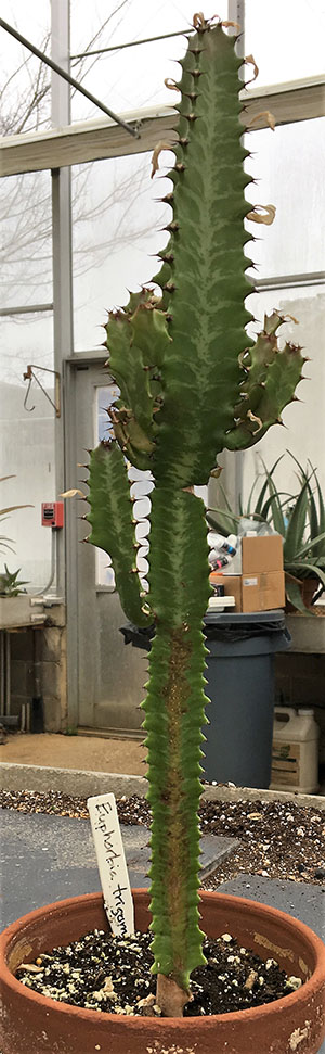 Euphorbia trigona