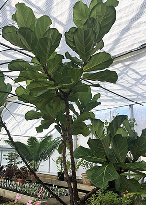 Ficus lyrata