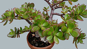 Crassula ovata