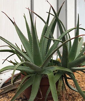 Aloe vera (barbadensis)