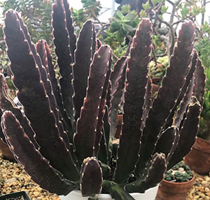 Stapelia grandiflora